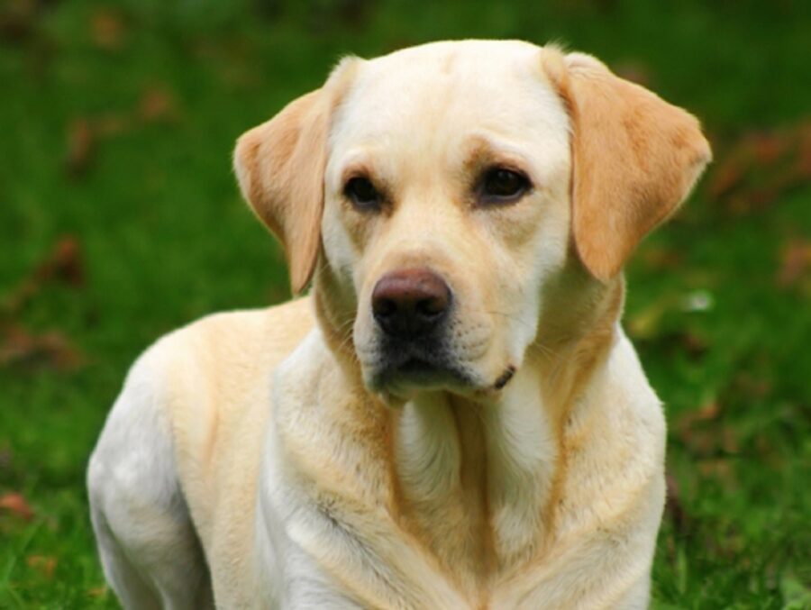 cagnolino tenero sguardo