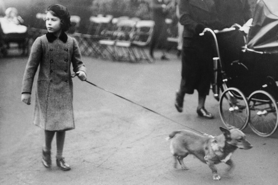 cane passeggio strada 