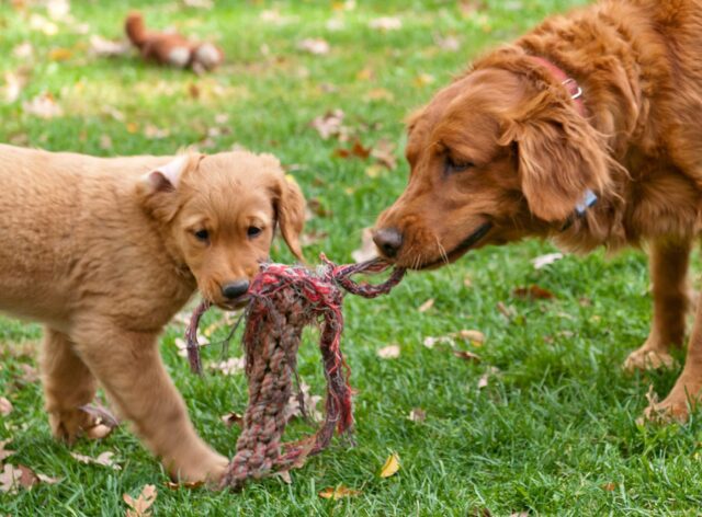 6 foto di cani che come papà sono a dir poco perfetti