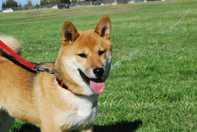 6 adorabili foto di Shiba Inu che ti faranno capire cosa significa averne uno in casa