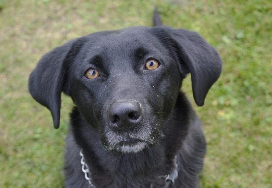 cane osserva obbiettivo