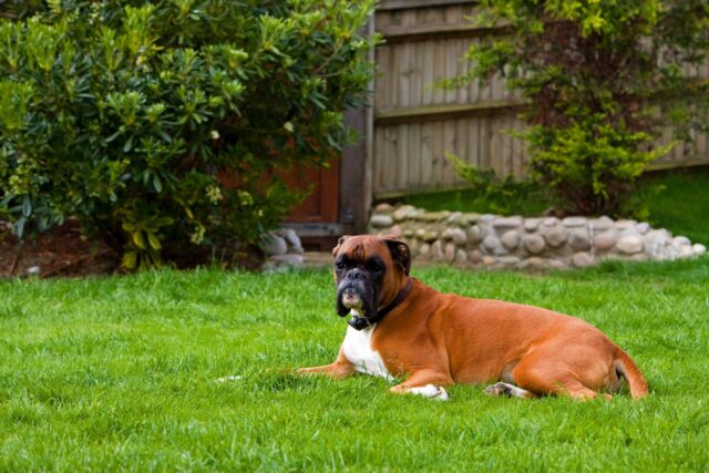 6 metodi per approcciare con un cane timido o aggressivo