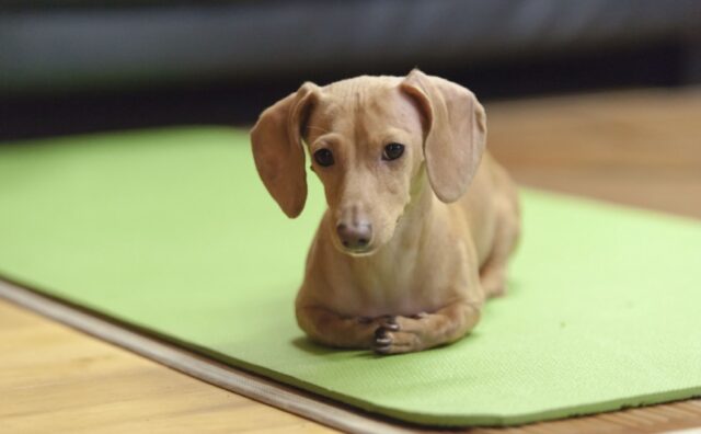 6 modi in cui il tuo cane ti dice che si sente stressato