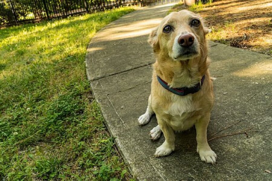 cane peloso giardino