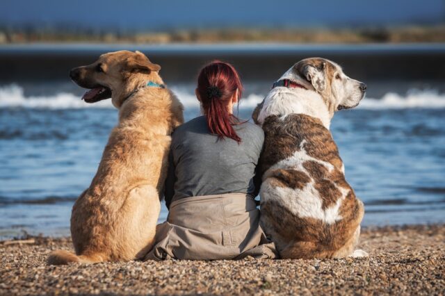 6 modi per impedire al tuo cane di diventare geloso