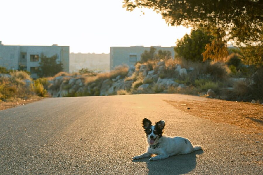 cagnolino strada sdraiato