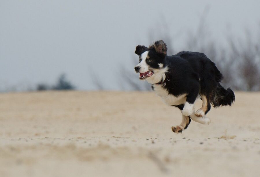 cucciolo correre cane