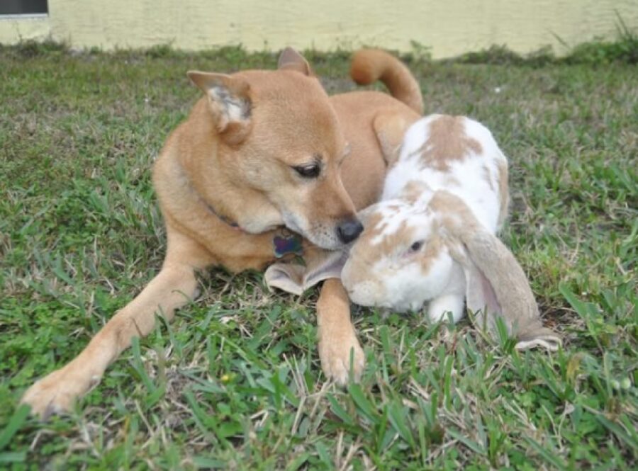 cane coniglio migliori amici