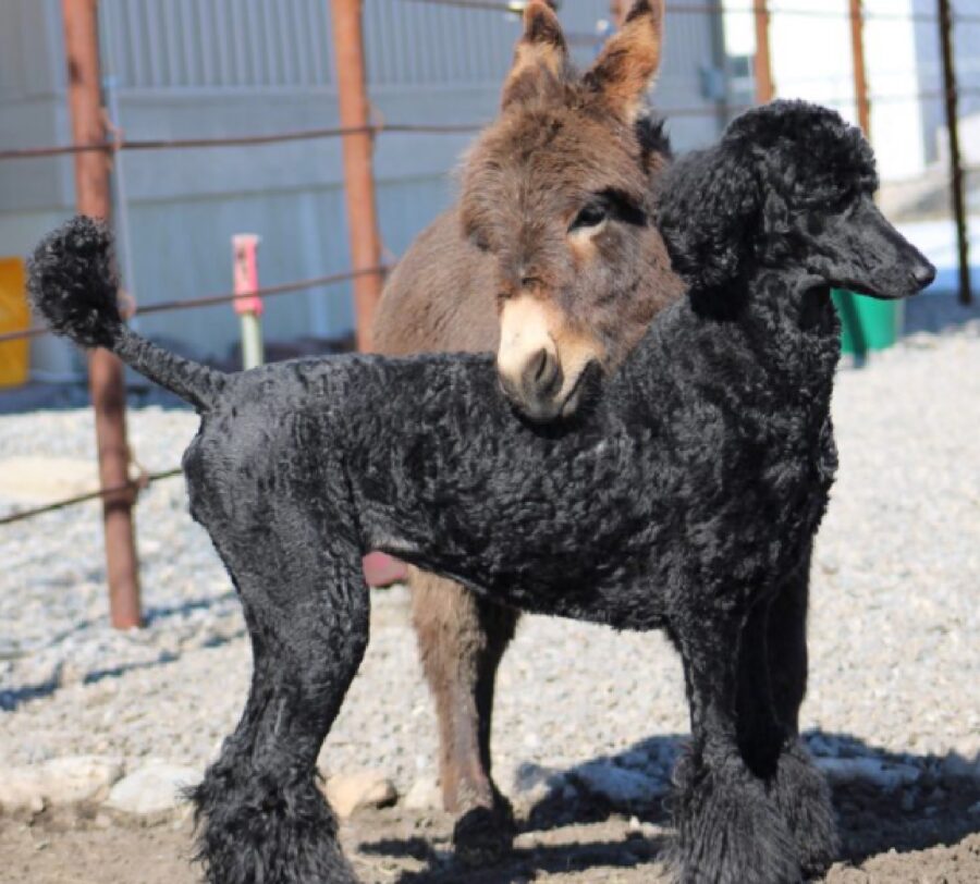 cane nero barboncino amico asino