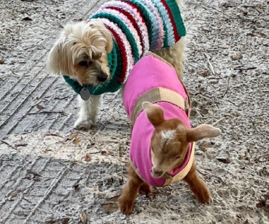 cagnolino piccolo strada capretta