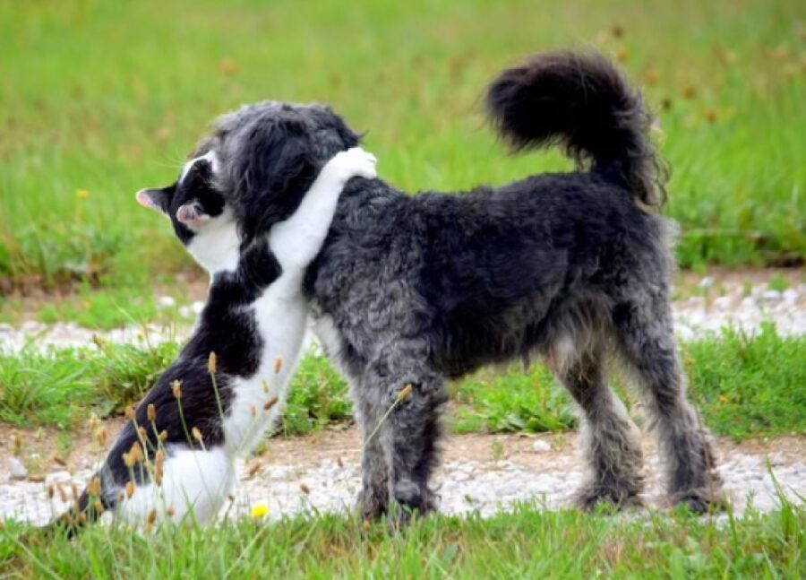 cane e gatto classica amicizia