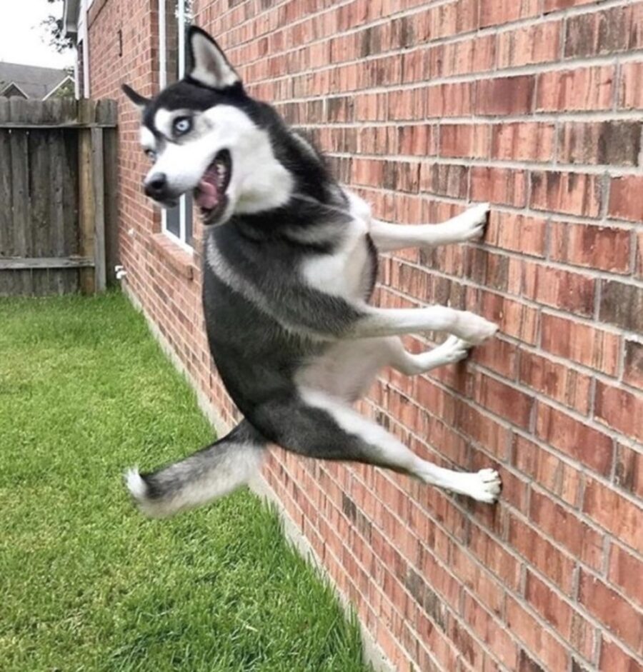 cane husky muro