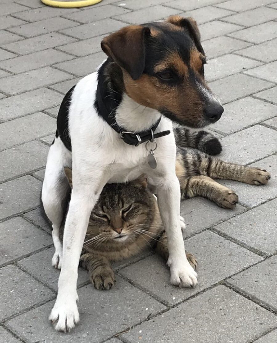 cane gatto amici