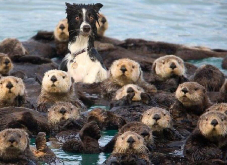 cane foche acqua mare