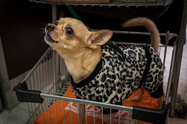 8 foto di cani che adorano “prosciugare” i portafogli dei proprietari