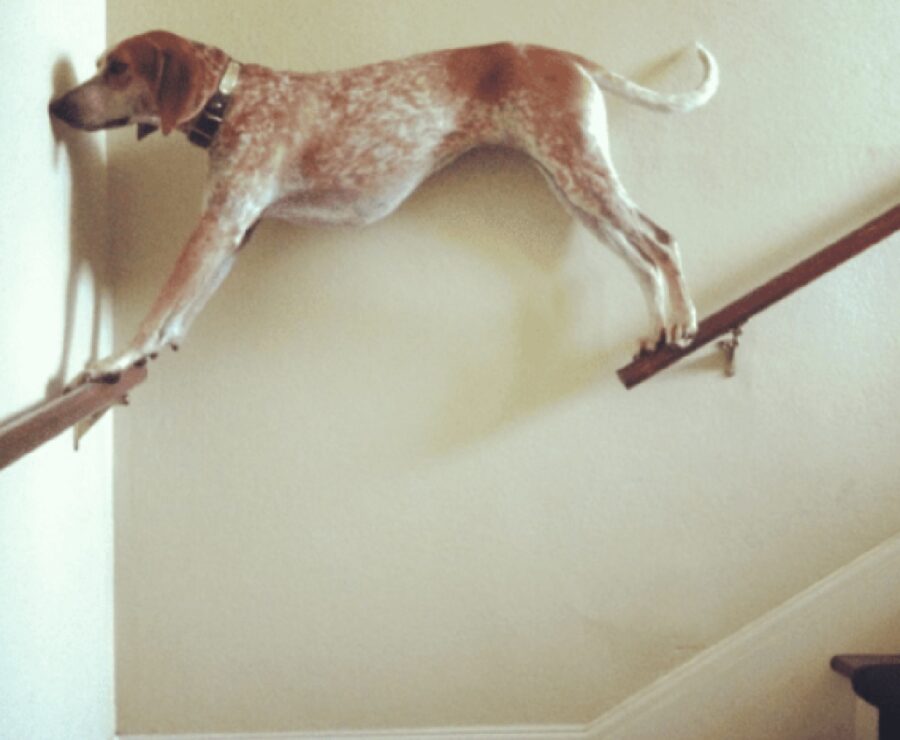 cane poggia mano scale casa