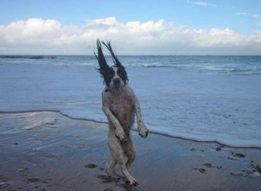cane mare spiaggia bagnato