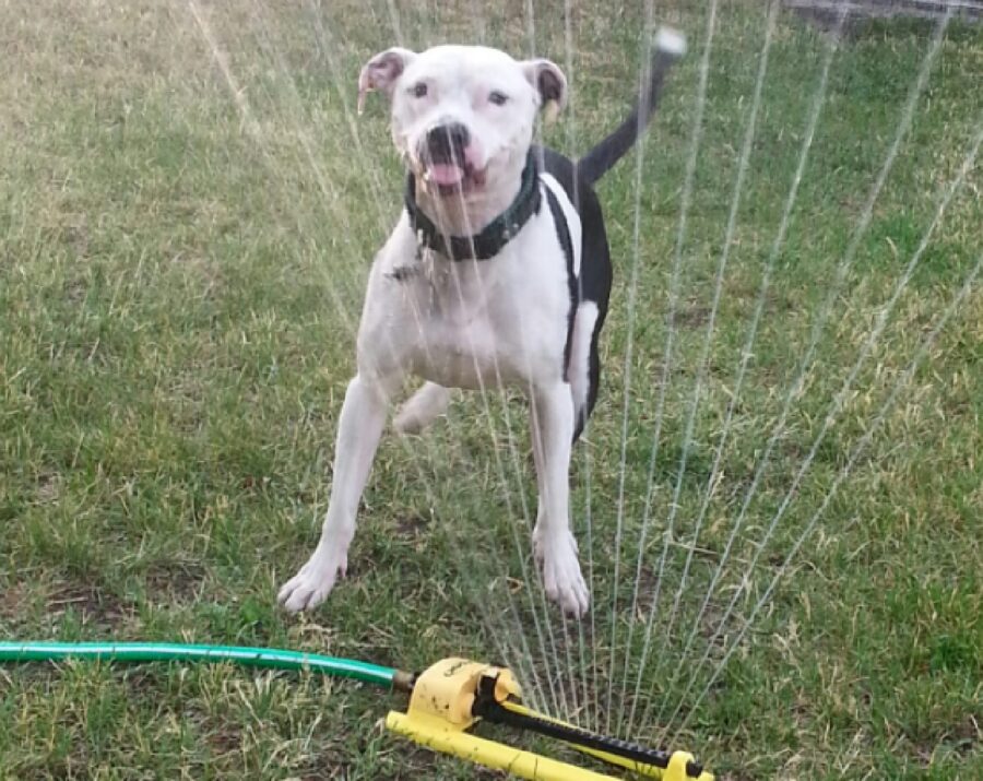 cane irrigatore acqua felice