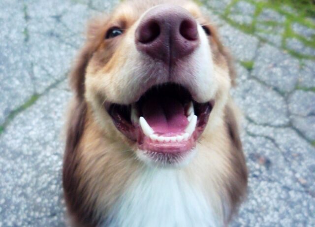 8 foto di cani che fanno smorfie assurde con i denti