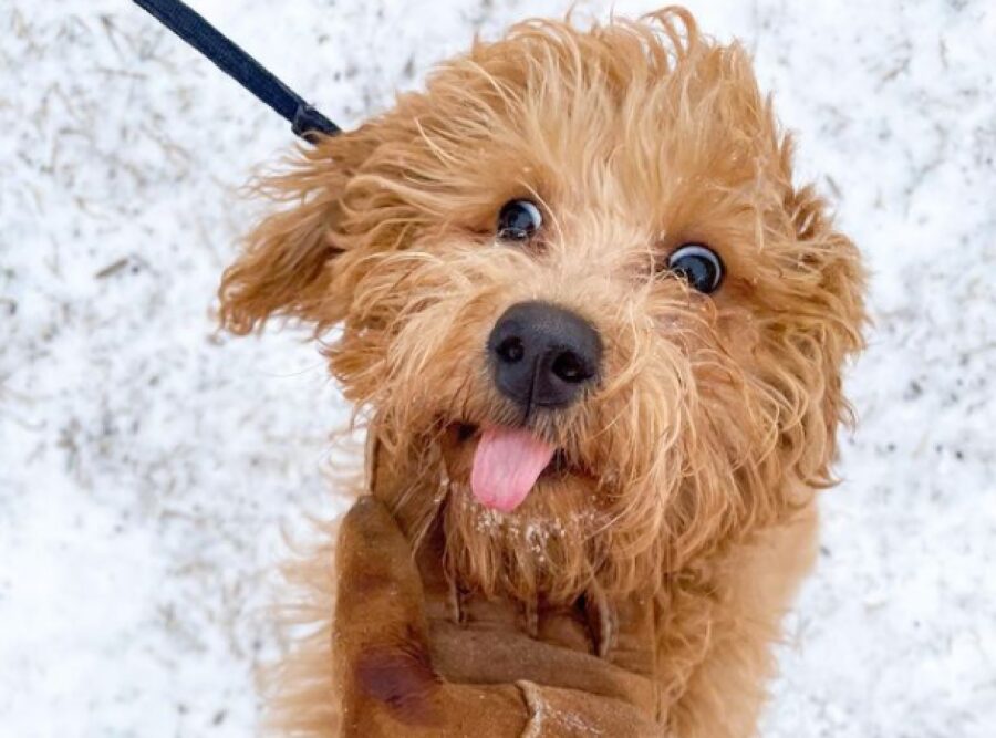 cane faccia felice marroncino