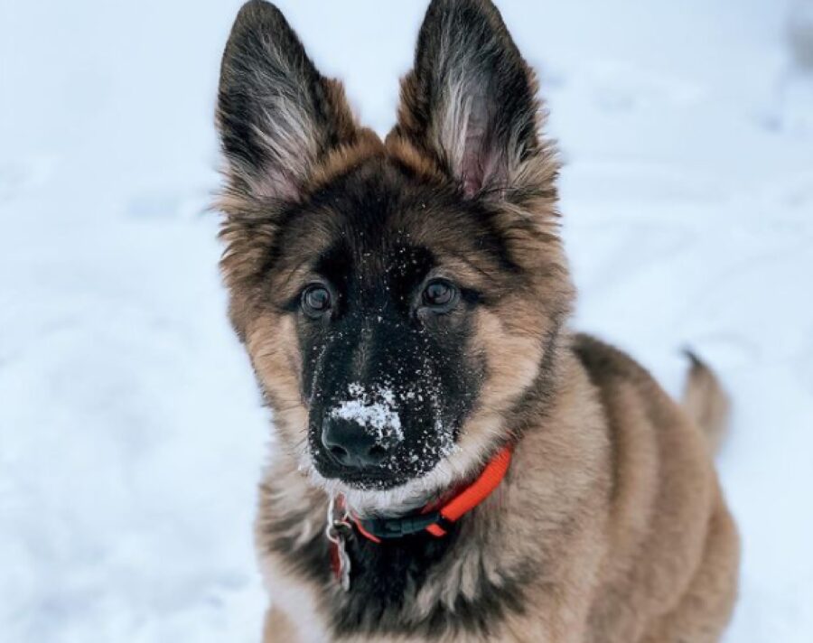 cane pastore belga naso innevato