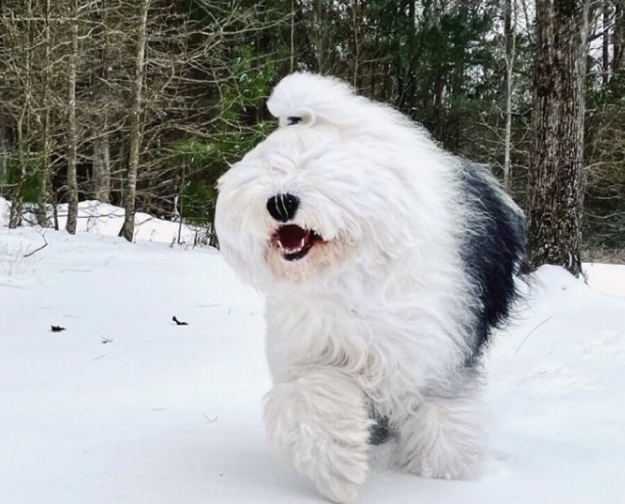 cane buffo bosco innevato