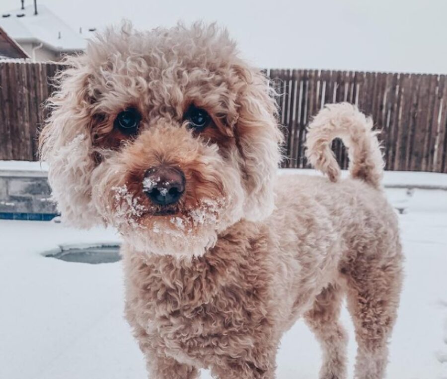 cane pelo riccio gioca inverno