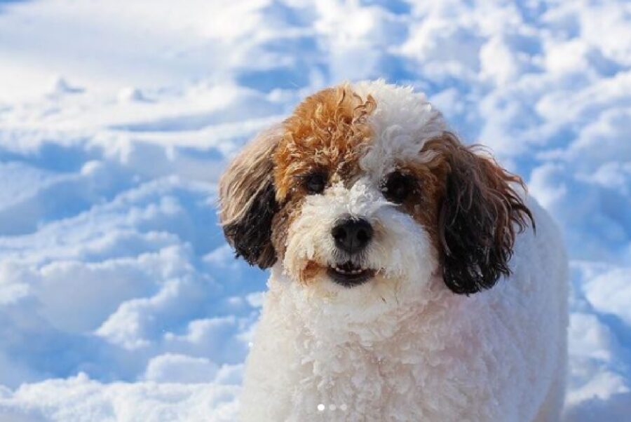 cane bianco orecchie marroni