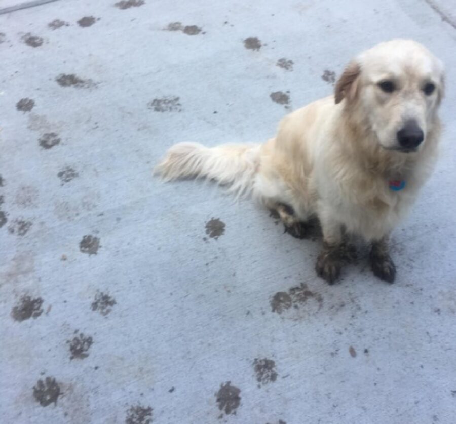 cane bianco ha giocato nel fango