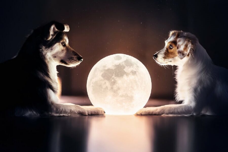 cani luna lampada