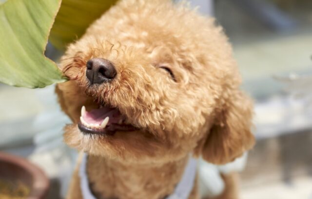 8 foto di cani che hanno una “particolare” personalità