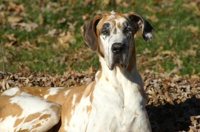 8 straordinarie foto di cani che in poco tempo sono cresciuti a dismisura