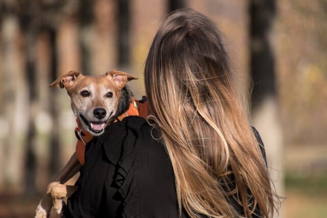 8 foto di cani che non lasciano soli i proprietari neanche un secondo