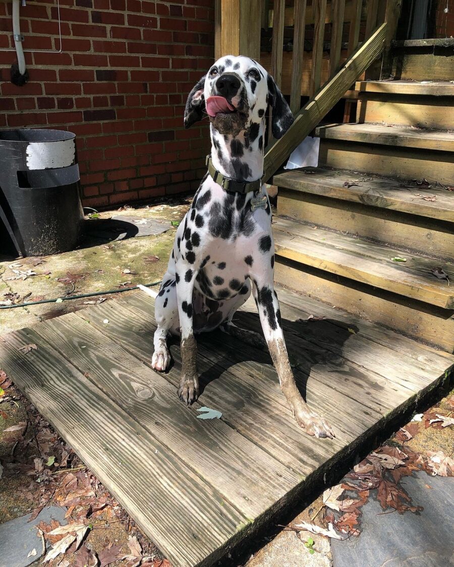 cane dalmata tenero