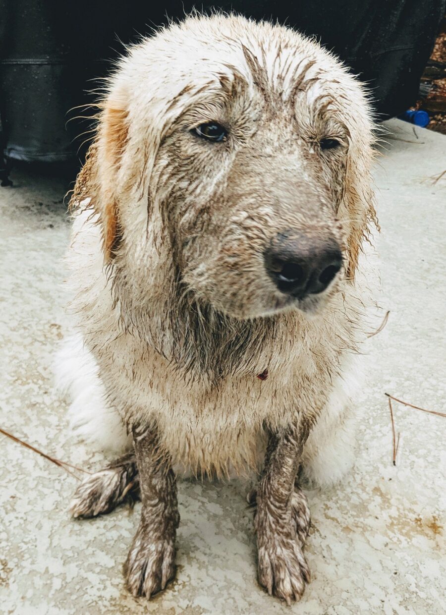 cane grande sporco