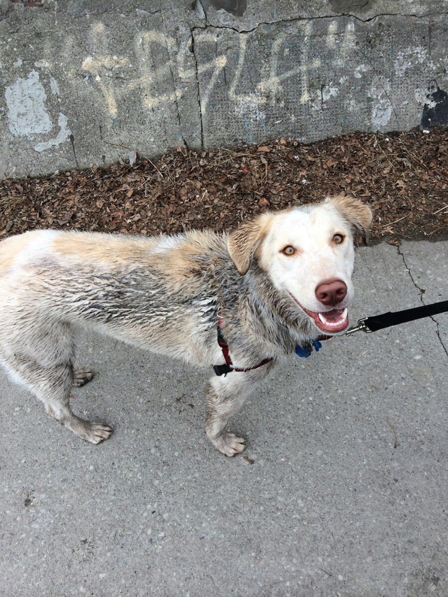 cane sorridente dolce