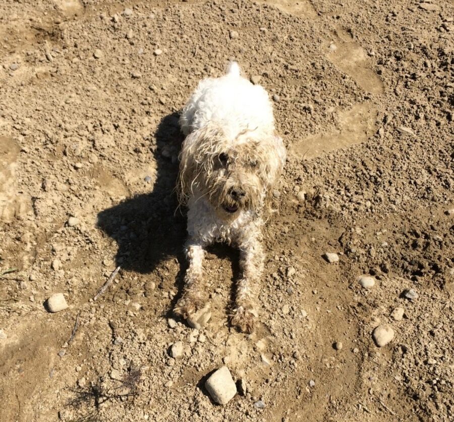 cane pasticcio sporco