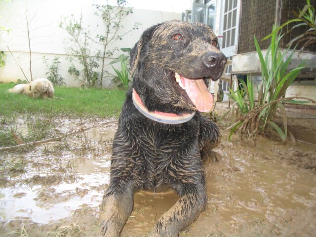 8 foto di cani che proprio non sanno fare a meno di giocare nel fango