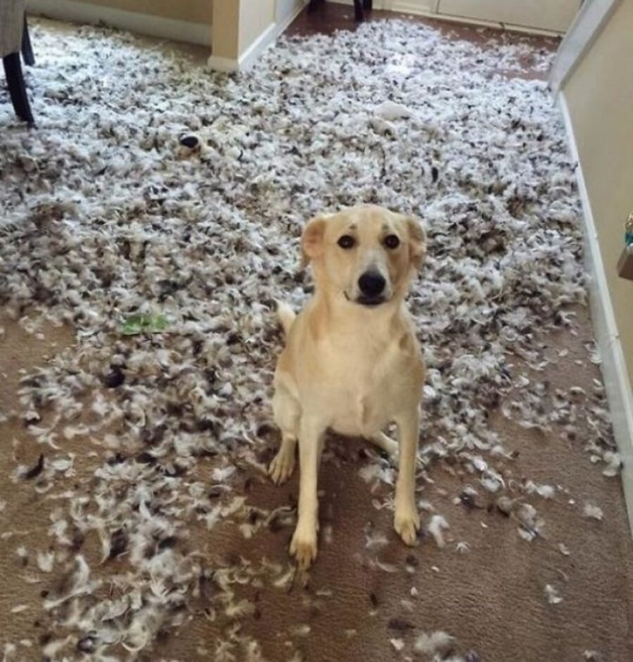 cane simpatico peloso