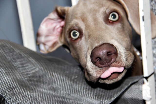 8 foto di cani che sono dei veri esperti nel fare dispetti