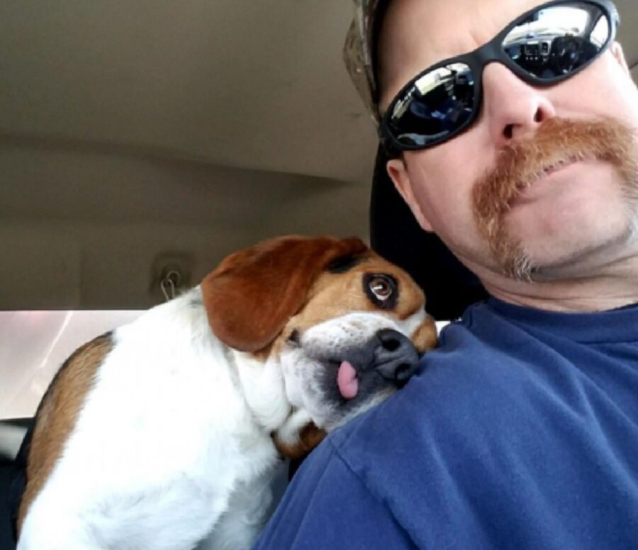 cagnolino beagle lingua fuori