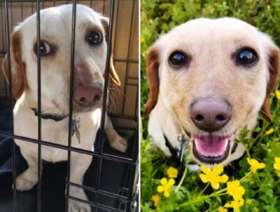 cane dentro trasportino aspetta qualcuno