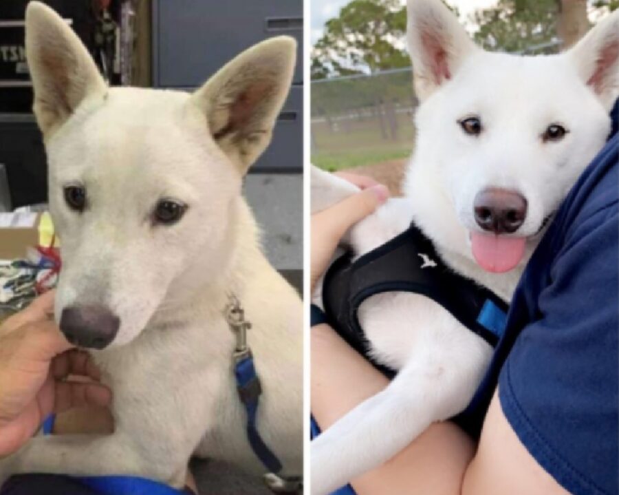 cane bianco trovato per strada