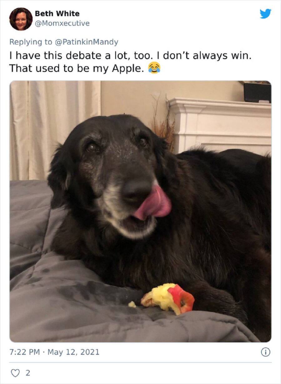 cucciolo dolce mela