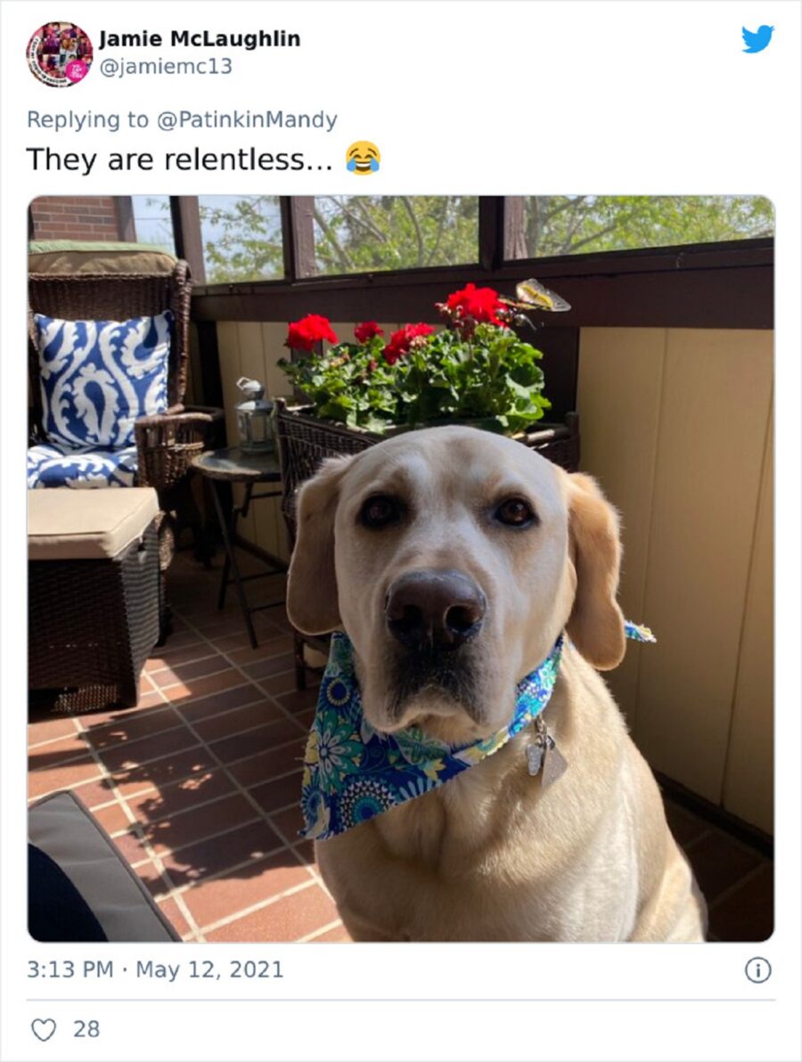 tenero cucciolo labrador