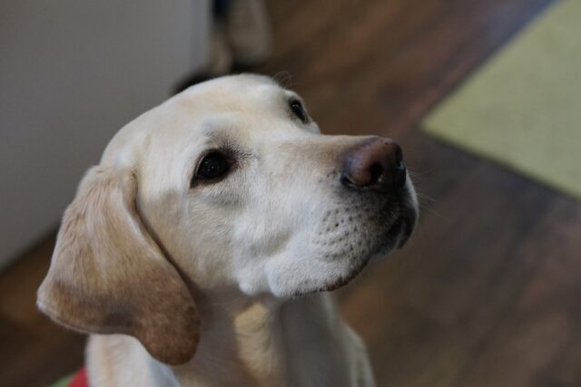 8 irresistibili foto di cani che vorrebbero il cibo dei loro padroni