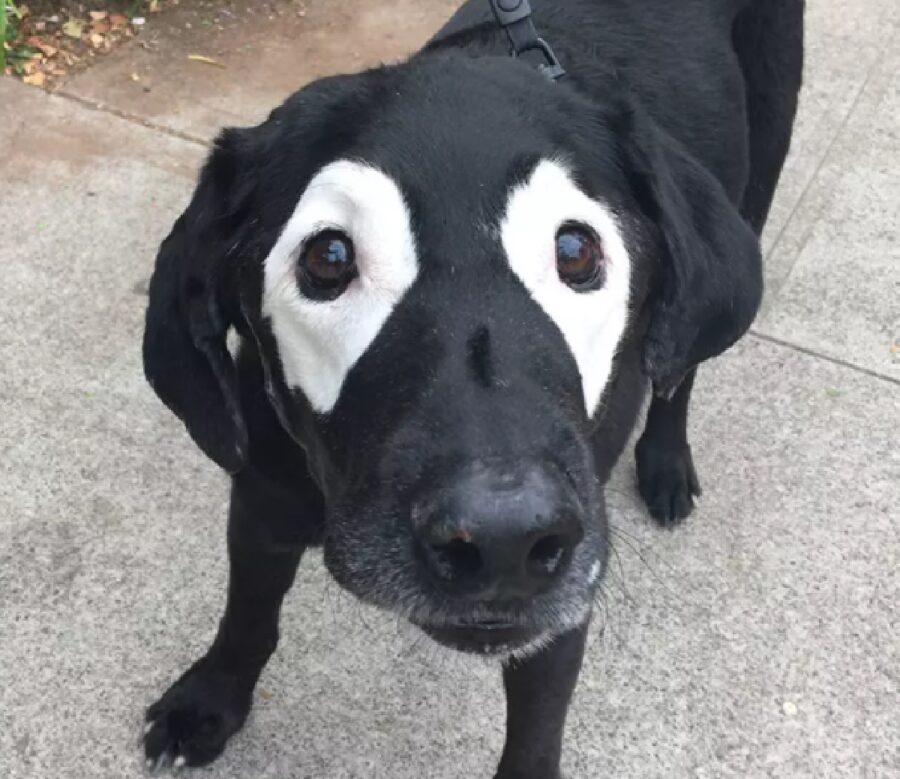 cane pelo attorno agli occhi