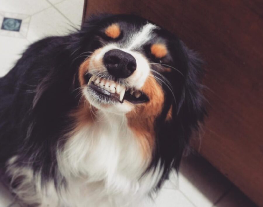 cane che ha appena imparato a sorridere