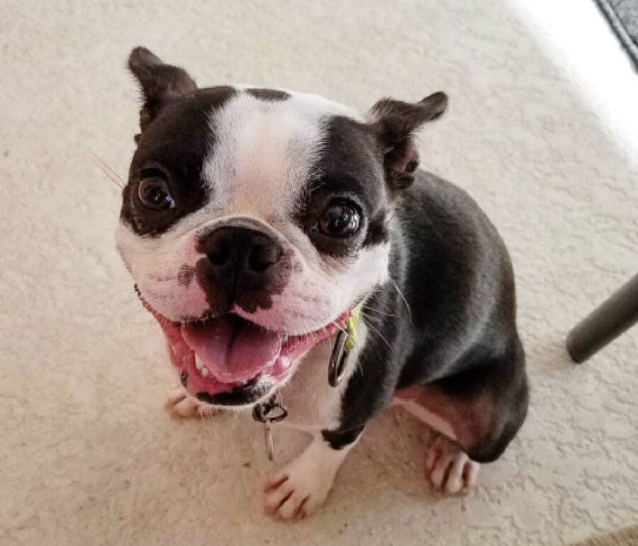 cagnolino seduto su moquet