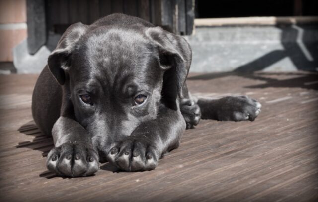 8 foto di cani disposti a tutto pur di non farsi fotografare